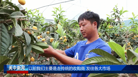 10万赢博体育斤+！阆中“新农民”带货果园开起直播间(图4)